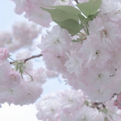 云龙福瑞交流群